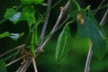 Coccinia grandis Royalty Free Stock Photo