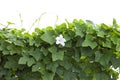 Coccinia grandis Voigt or Cucurbitaceae with white flower that grows in the garden by the wire fence is a vegetable and herb. Royalty Free Stock Photo