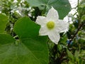 Coccinia grandis white flower blooming with green leaves on tree in the garden. Royalty Free Stock Photo