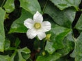 Coccinia grandis white flower blooming with green leaves on tree in the garden. Royalty Free Stock Photo