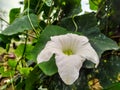 Coccinia grandis white flower in the garden Royalty Free Stock Photo