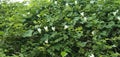 Coccinia grandis white flower tropical usefull flower Royalty Free Stock Photo