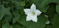 Coccinia grandis white garden flower Royalty Free Stock Photo