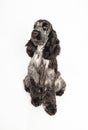 Coccker spaniel puppy Royalty Free Stock Photo