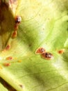 Coccoidea pest infestion on green leaf