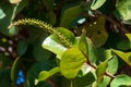 The scientific name of this plant is Coccoloba uvifera