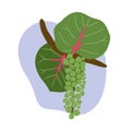 Coccoloba Uvifera Fruits flat hand drawn, Seagrape Hanging on Baygrape Tree multivitamine source exotic tropical fruit