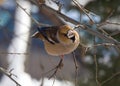 Coccothraustes Royalty Free Stock Photo