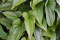 Cocculus orbiculatus The Berry Climber Plant Leaves