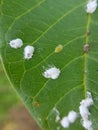 Coffee green scale injured on guava leaf.