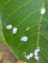 coffee green scale injured on guava leaf.