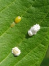 Coffee green scale injured on guava leaf.