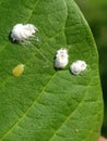 Coffee green scale injured on guava leaf.