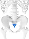 The coccyx