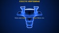 What is the function of coccyx vertebrae