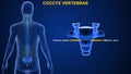 What is the function of coccyx vertebrae