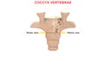 What is the function of coccyx vertebrae