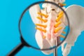 Coccyx and sacrum of the spine mockup on a blue background under a magnifying glass. Concept of degenerative spine