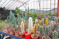 Cochal cactus Myrtillocactus, stetsonia, cereus, cleistocactus a variety of farm grown in greenhouses industrial. Business for Royalty Free Stock Photo