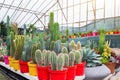 Cochal cactus Myrtillocactus, stetsonia, cereus, cleistocactus a variety of farm grown in greenhouses industrial. Business for Royalty Free Stock Photo