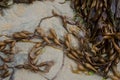 Cochayuyo Durvillaea antarctica washing up on a beach.