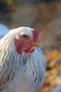 Cochin chicken hen Royalty Free Stock Photo