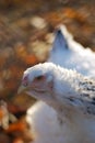 Cochin chicken hen Royalty Free Stock Photo