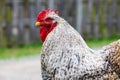 Cochin chicken Royalty Free Stock Photo