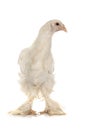 Cochin chicken in studio Royalty Free Stock Photo