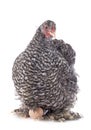 Cochin chicken in studio Royalty Free Stock Photo