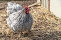 Cochin Hen foraging in Straw Royalty Free Stock Photo