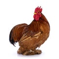 Cochin rooster on white