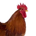Cochin rooster on white