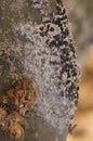 Cochineal beetles on a cactus leave