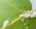 Cochineal, Insect pest of plants in the vegetable garden. Photo taken on a blackberry leaf. Dactylopius coccus, th