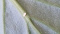 Cochineal insect on the lower abaxial face sides of leaves of an anthurium plant.