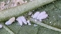 Cochineal insects on the lower abaxial face sides of leaves of an eggplant plant.