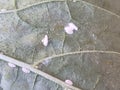 Cochineal insects on the lower abaxial face sides of leaves of an eggplant plant.