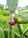 Cochineal Nopal Cactus (Nopalea Cochenillifera) Plant