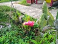 Cochineal Nopal Cactus with Pink Flower