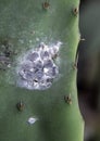 Cochineals (Dactylopius coccus) on Opuntia cactus Royalty Free Stock Photo