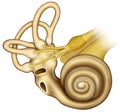 Cochlea