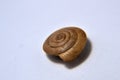 Cochlea snail isolated with with background