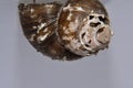 Cochlea snail isolated with with background