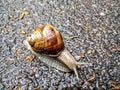 Cochlea snail with shell