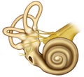 Cochlea with stirrup