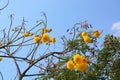 Cochlospermum regium flower on blue sky . Yellow Cotton Tree Royalty Free Stock Photo