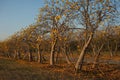 Cochlospermum regium Tree