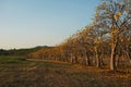 Cochlospermum regium Tree