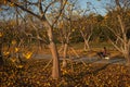 Cochlospermum regium Tree